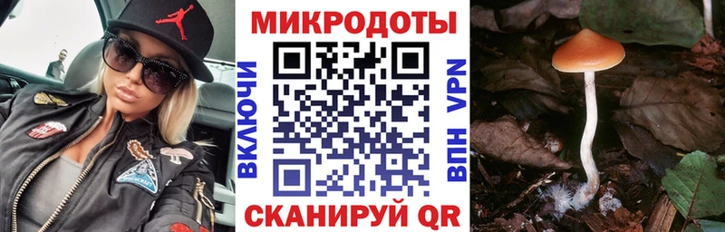 где купить наркотик  Курганинск  Галлюциногенные грибы Psilocybe 